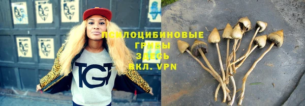 прущие грибы Михайловка